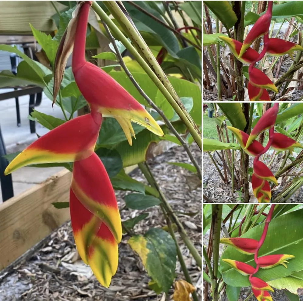 Reliable landscape installation for outdoor upgrades across Tampa, FL - Ceders Lawncare