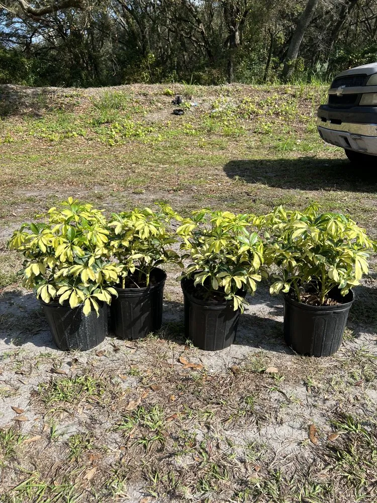 Expert lawn mowing service for outdoor upgrades in Tampa, FL by Cedric Washington’s Landscaping