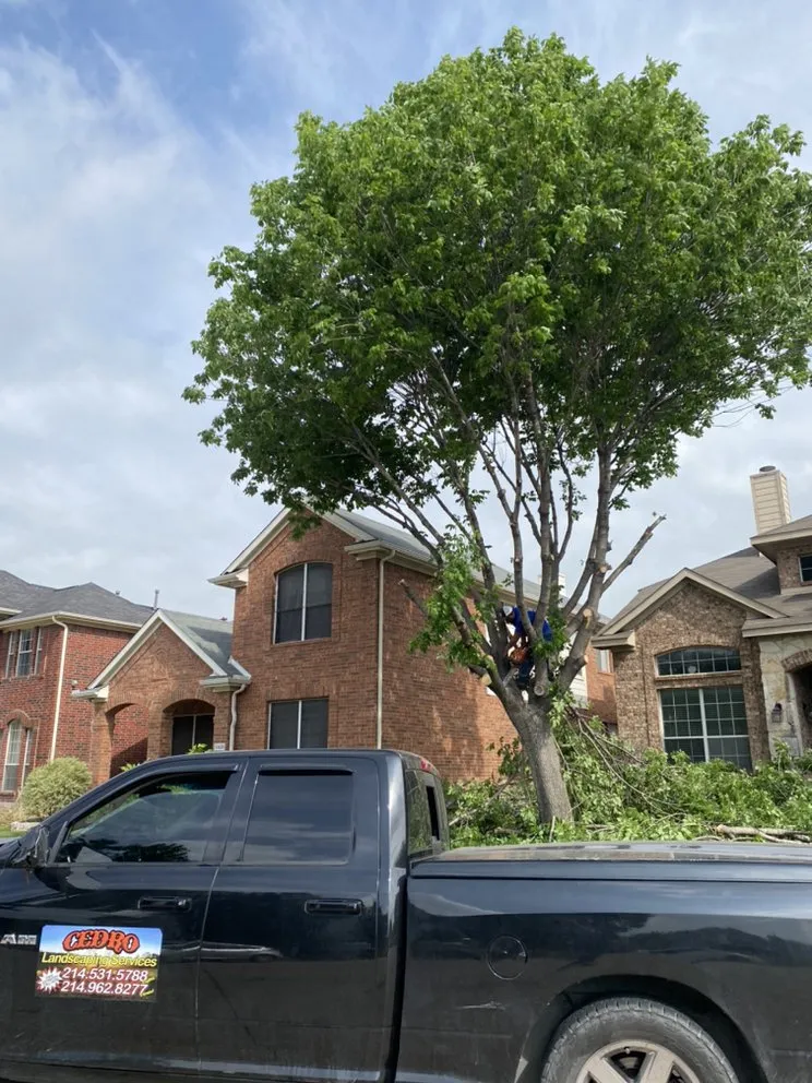 Trusted yard cleanup service for outdoor upgrades across The Colony, TX - Cedro Landscape