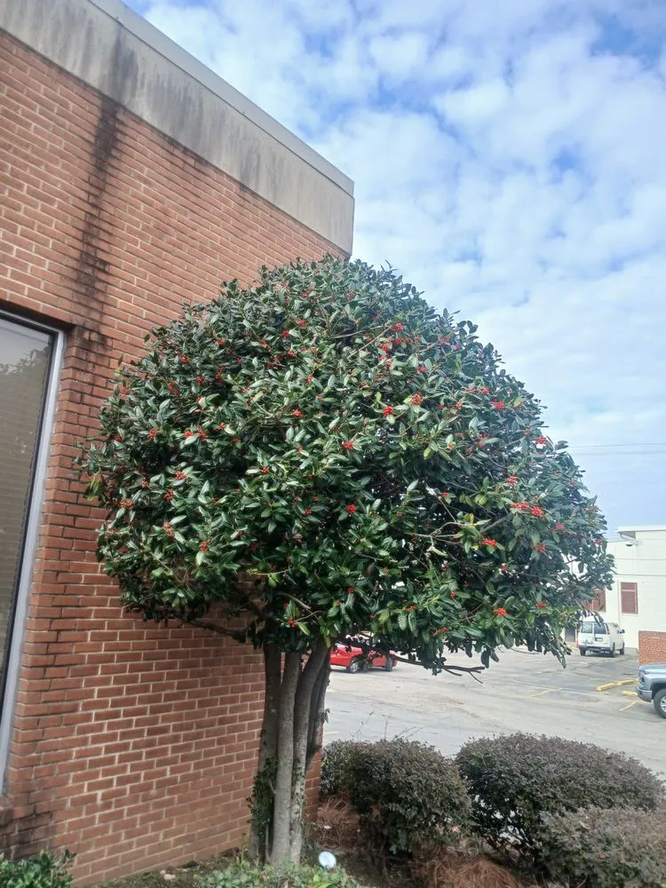 Reliable residential landscaping in Birmingham, AL by Ceds Lawn Care