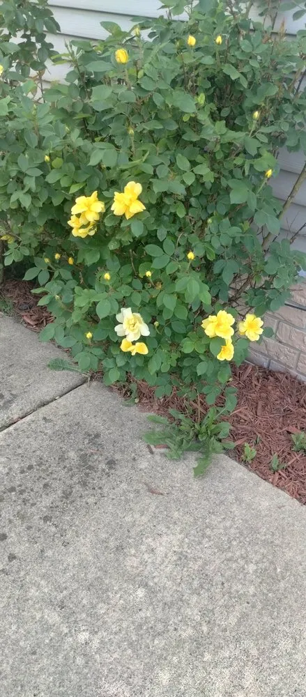 Local landscape installation in Newport, MI by Celeste's Cleaning