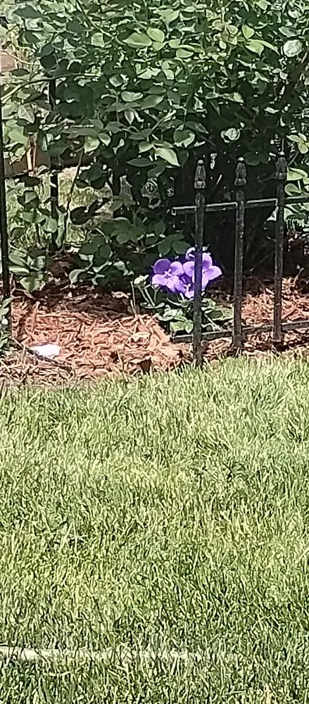 Trusted garden landscaping in Newport, MI - Celeste's Cleaning