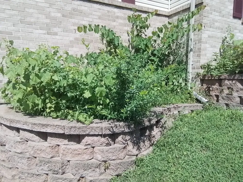 Top-rated garden landscaping experts serving Wentzville, MO - Celtic Landscaping