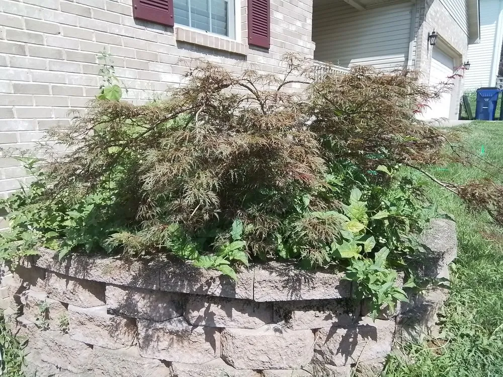 Professional landscape design for year-round maintenance in Wentzville, MO by Celtic Landscaping