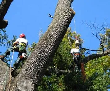 Reliable residential landscaping in Fairfield, CT - Celtic Tree & Landscape