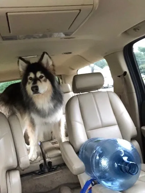 Local outdoor landscaping in Fairfield, CT by Celtic Tree & Landscape