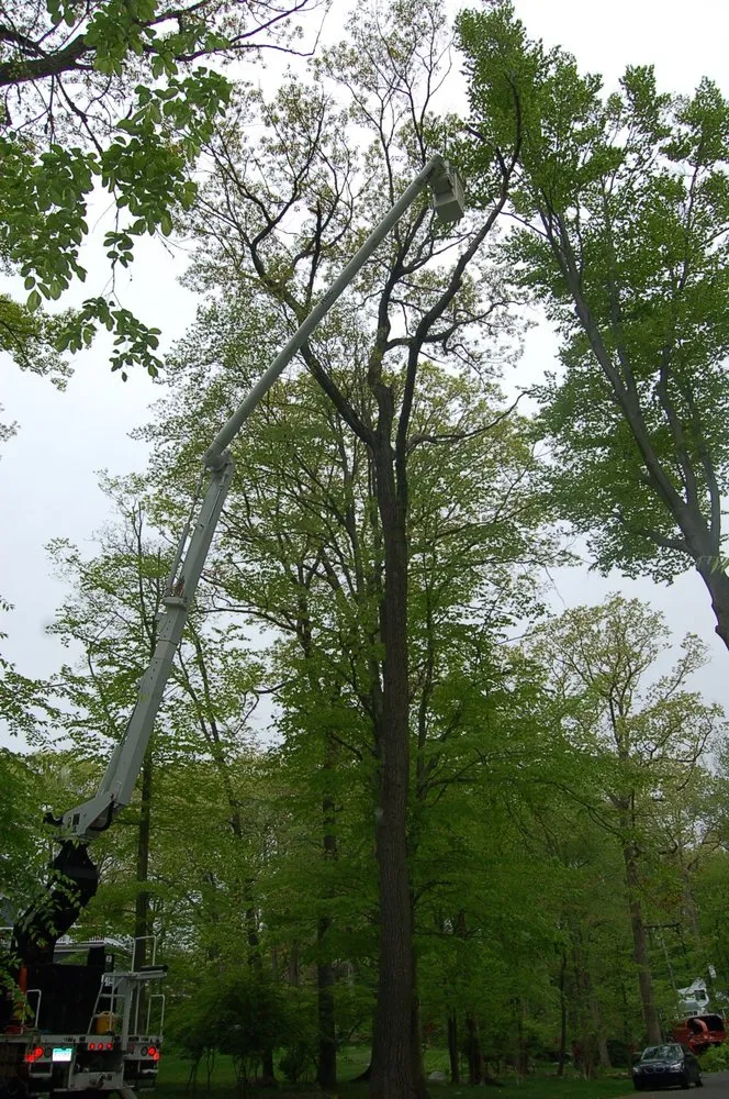 Local landscape installation for residential properties across Fairfield, CT - Celtic Tree & Landscape