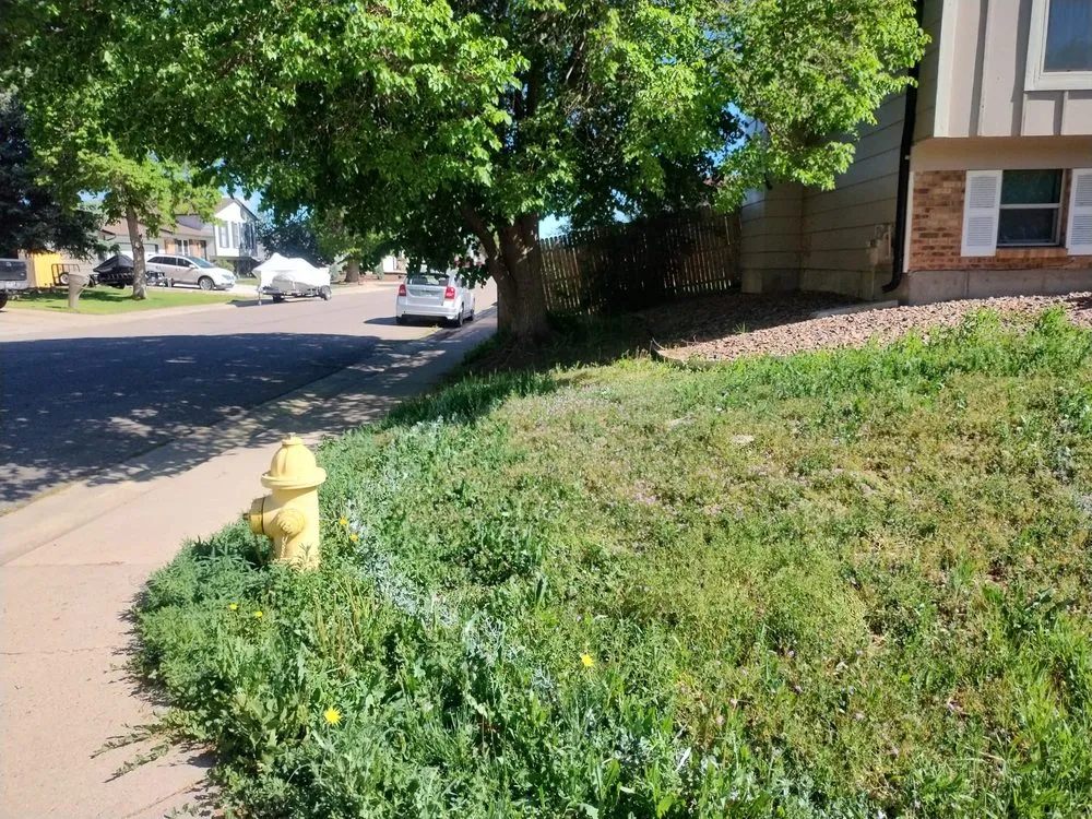 Reliable yard maintenance in Brighton, CO by Cemon Landscaping