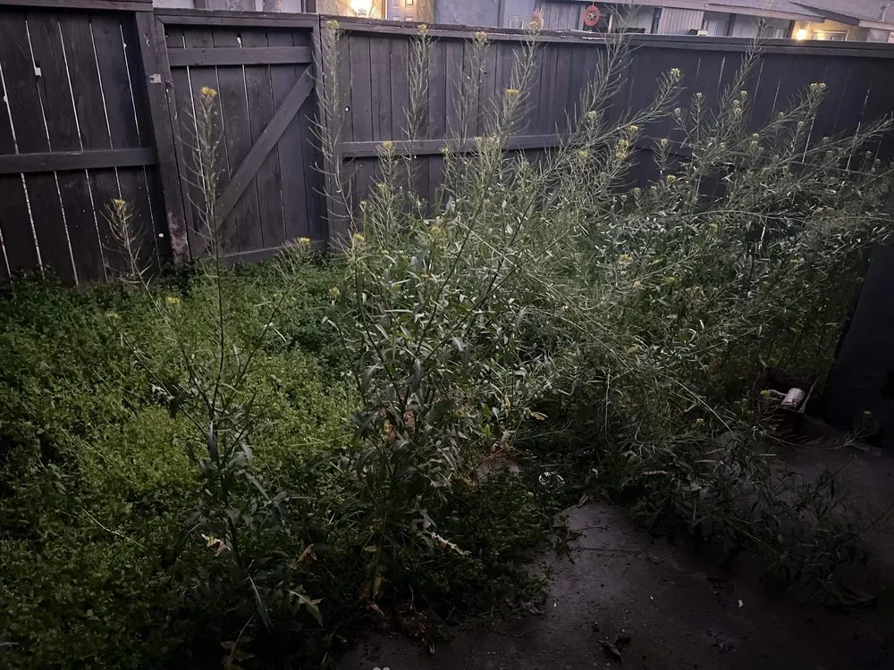 Reliable yard cleanup service in Fresno, CA - Cencal Maintenance & Landscaping