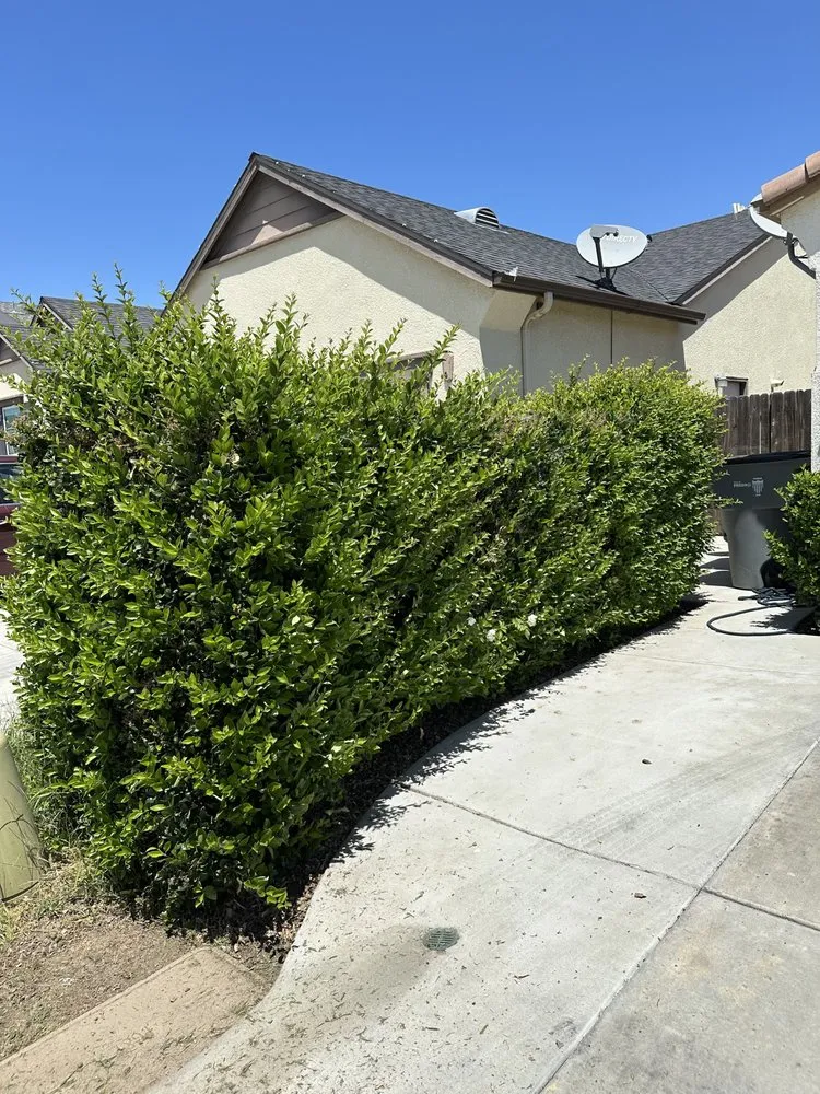 Trusted lawn care service in Fresno, CA - Cencal Maintenance & Landscaping