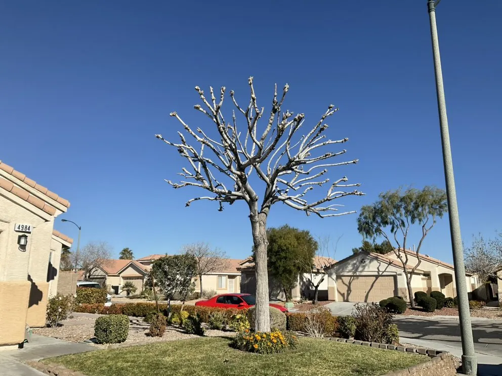 Trusted garden landscaping for homes in Paradise, NV by Centennial Landscaping Services