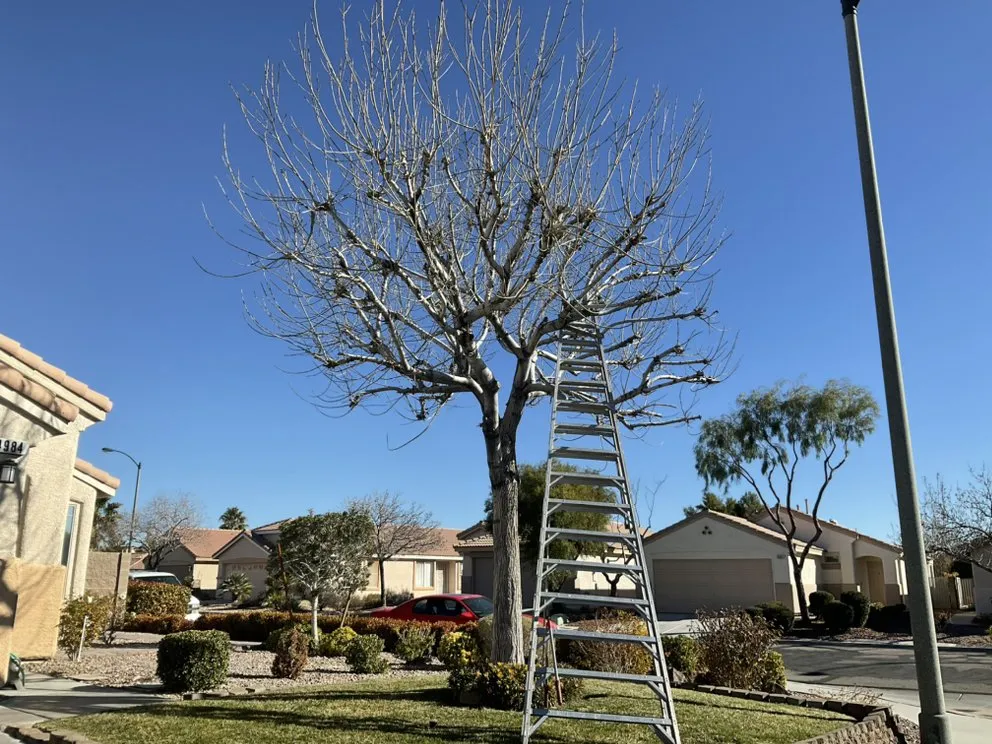 Trusted residential landscaping in Paradise, NV - Centennial Landscaping Services