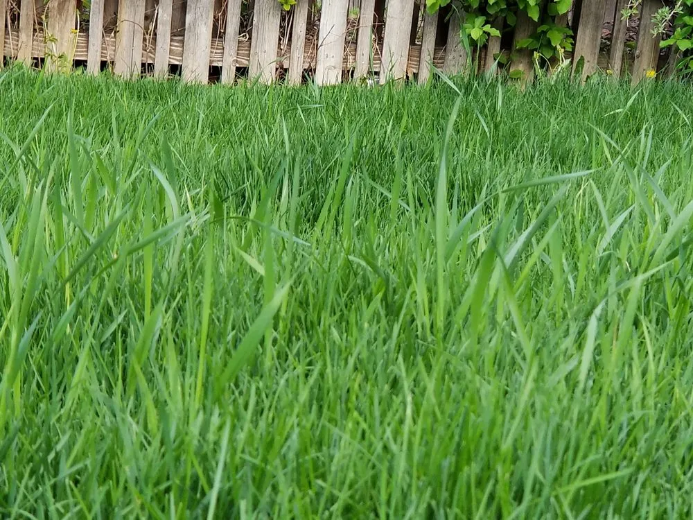 Custom yard maintenance experts serving Littleton, CO - Centennial Property Maintenence