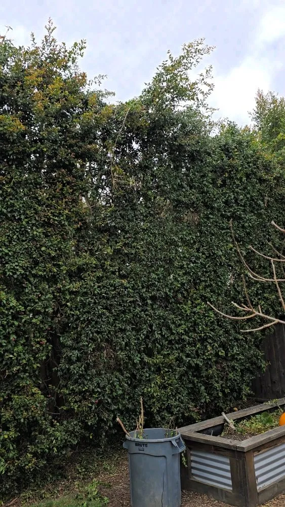 Professional landscape installation in Santa Cruz, CA by Centeno's Landscaping