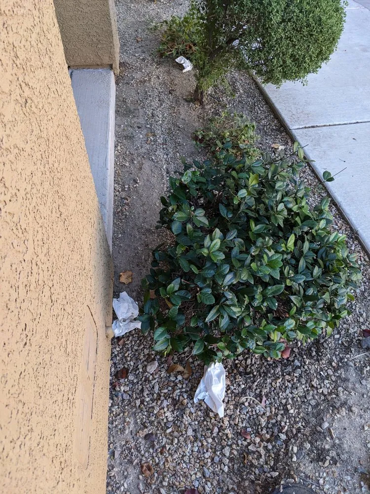 Local residential landscaping in Las Vegas, NV by Center Cut Landscaping