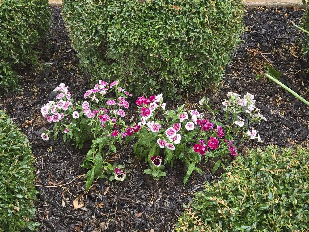 Top-rated landscape design for outdoor upgrades in Liberty Hill, TX by CenTex Yard Services