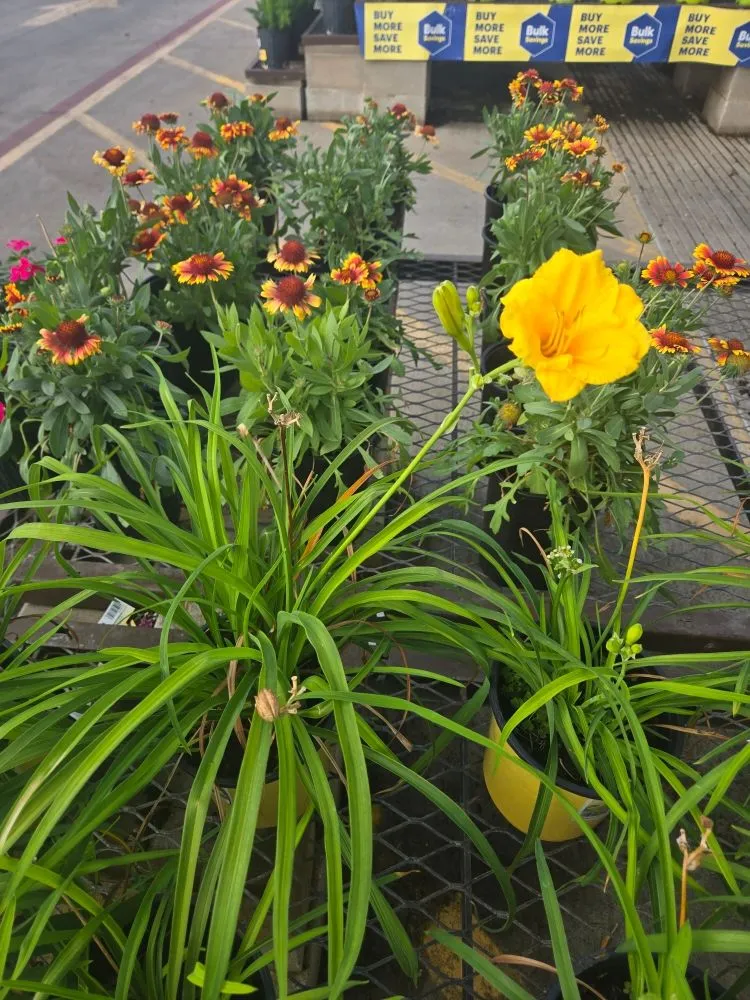 Custom landscape design experts serving Liberty Hill, TX - CenTex Yard Services