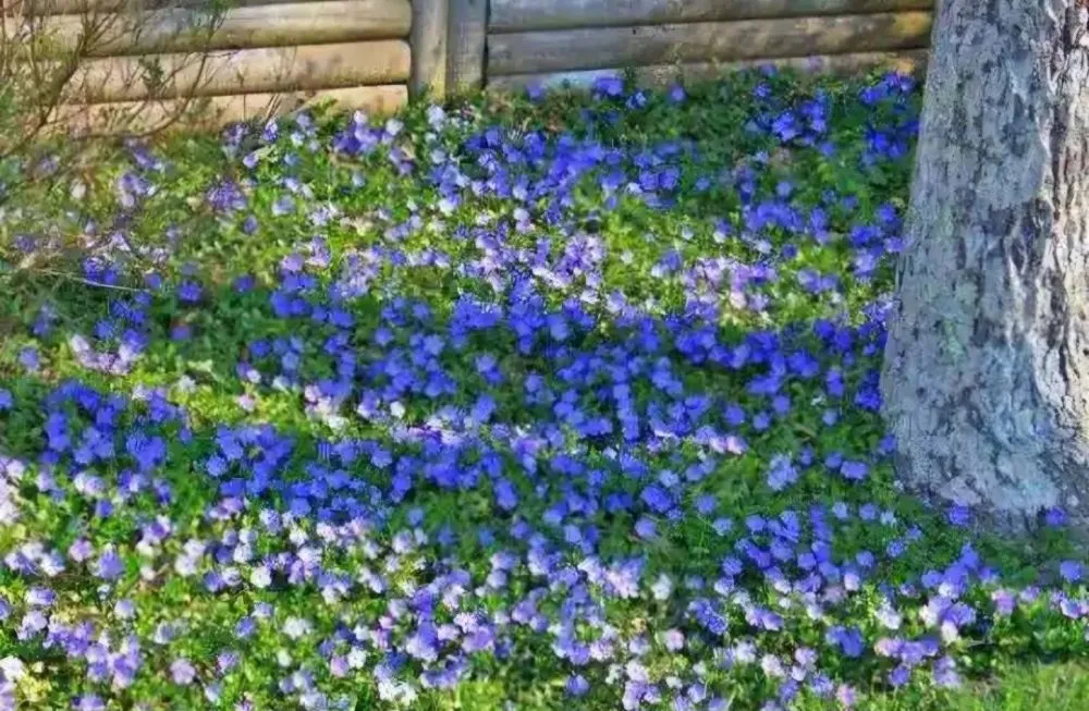 Affordable lawn care service with custom design across Liberty Hill, TX - CenTex Yard Services