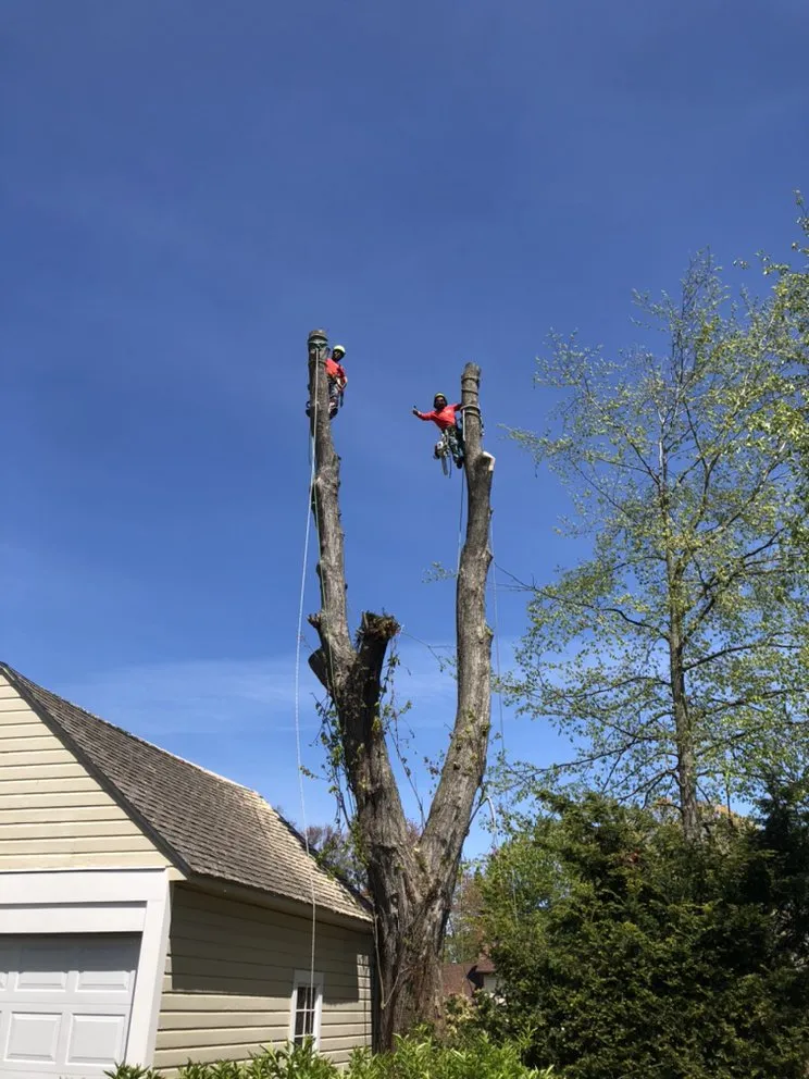 Top-rated yard maintenance experts serving New Haven, CT - Centi's Landscaping