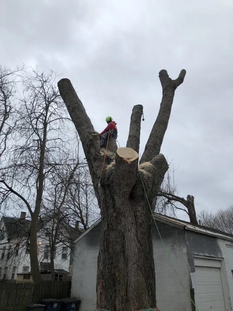 Professional yard cleanup service near you in New Haven, CT by Centi's Landscaping