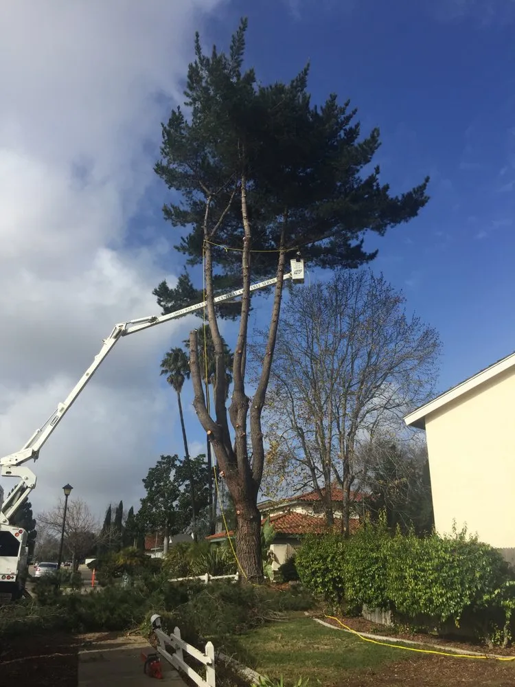 Reliable yard cleanup service for year-round maintenance across Santa Maria, CA - Central City Tree Service