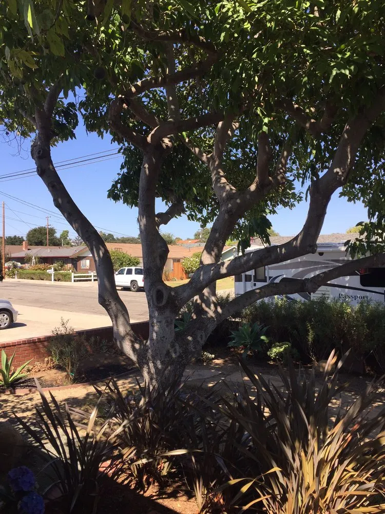 Custom landscape design in Santa Maria, CA by Central City Tree Service