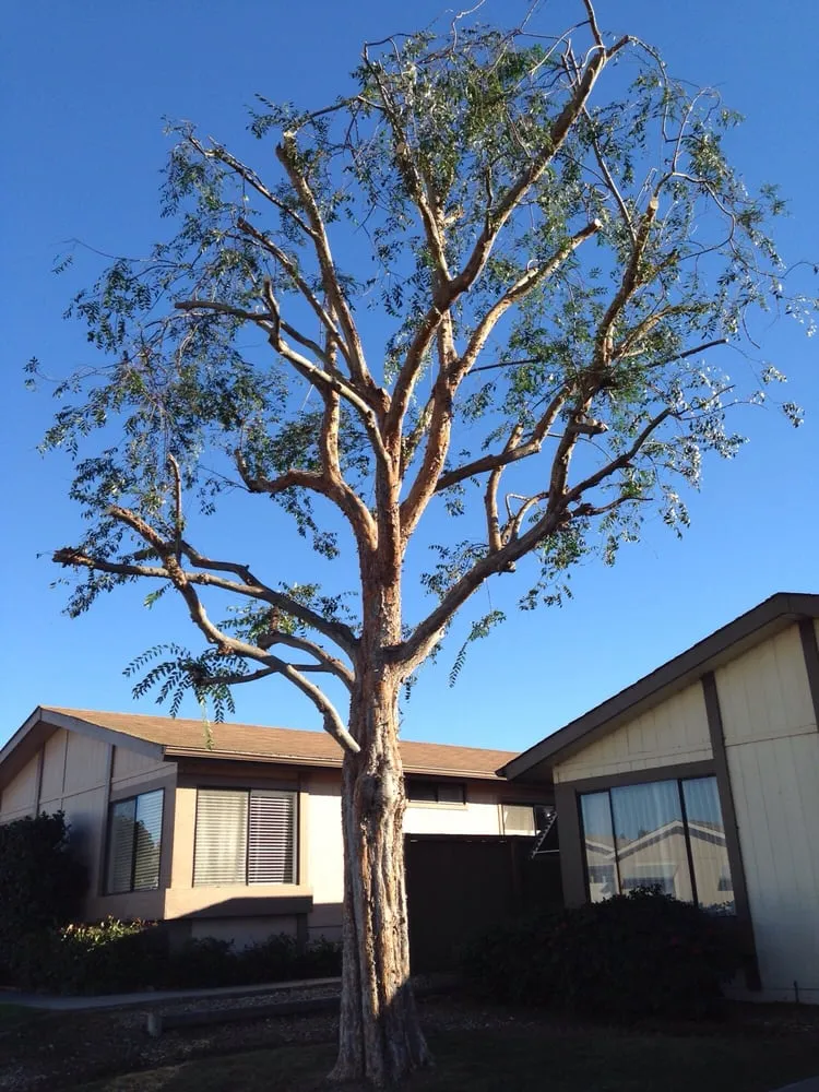 Affordable landscaping services experts serving Santa Maria, CA - Central City Tree Service