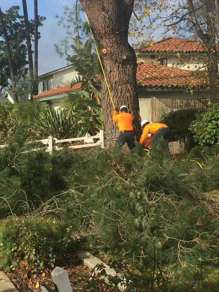 Professional outdoor landscaping in Santa Maria, CA by Central City Tree Service