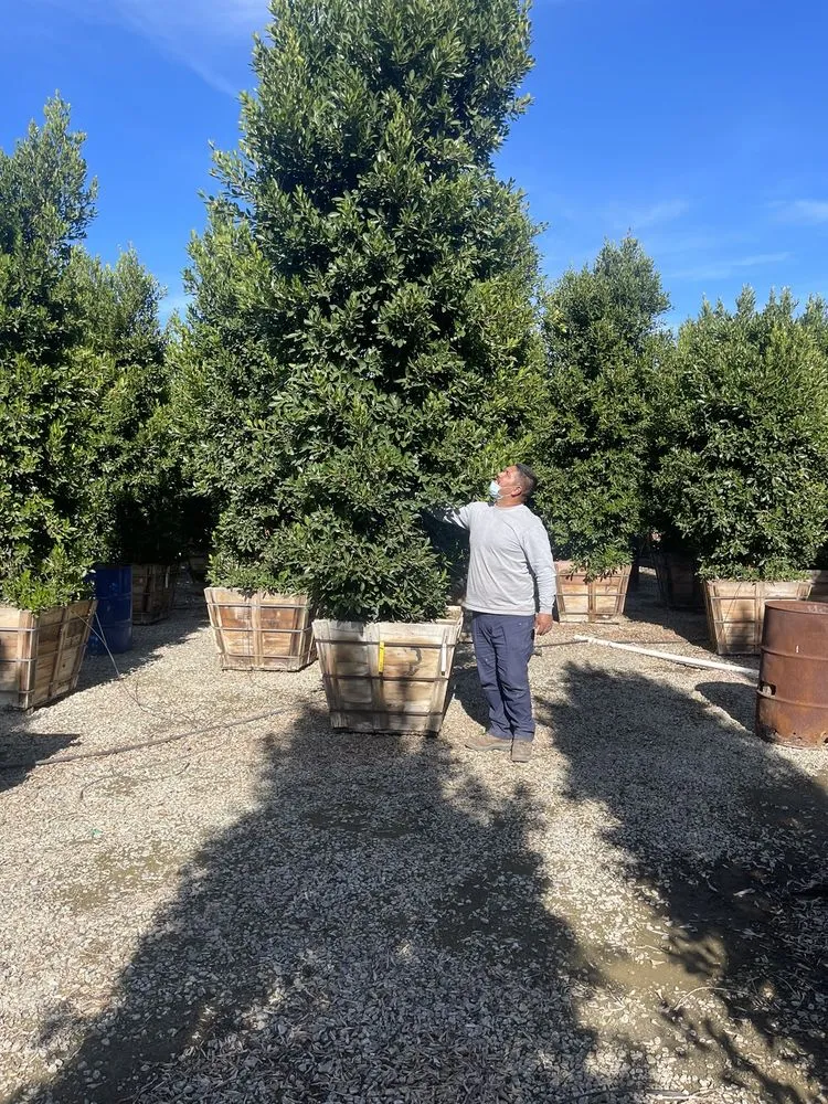 Reliable lawn care service for year-round maintenance in Goleta, CA by Central Coast Landscaping