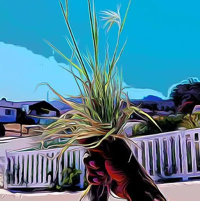 Central Coast Weed Pullers