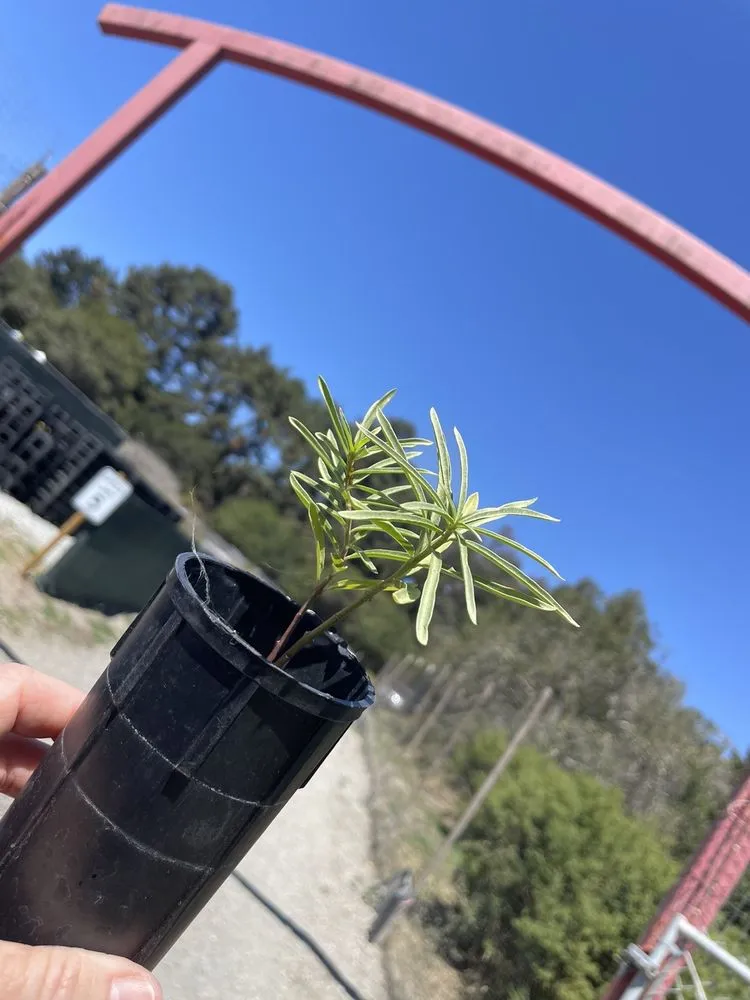 Expert landscape design for homes across Santa Cruz, CA - Central Coast Wilds