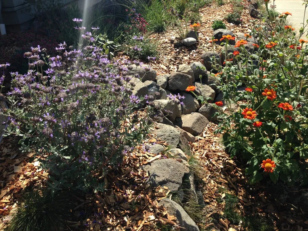 Affordable residential landscaping with custom design across Santa Cruz, CA - Central Coast Wilds