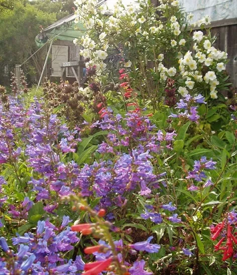 Affordable landscape design for homes in Santa Cruz, CA by Central Coast Wilds