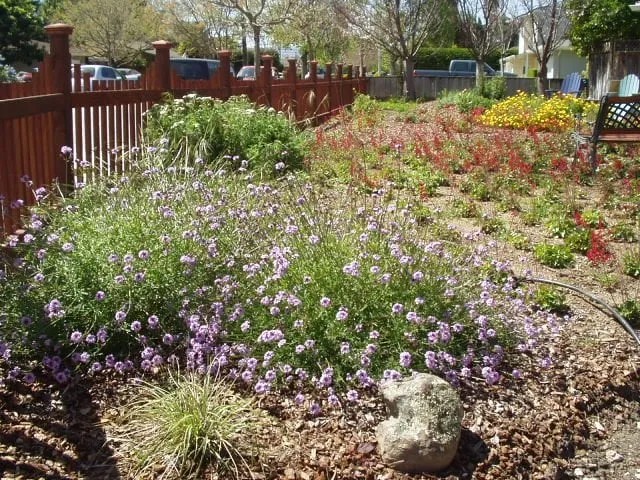 Expert residential landscaping in Santa Cruz, CA - Central Coast Wilds