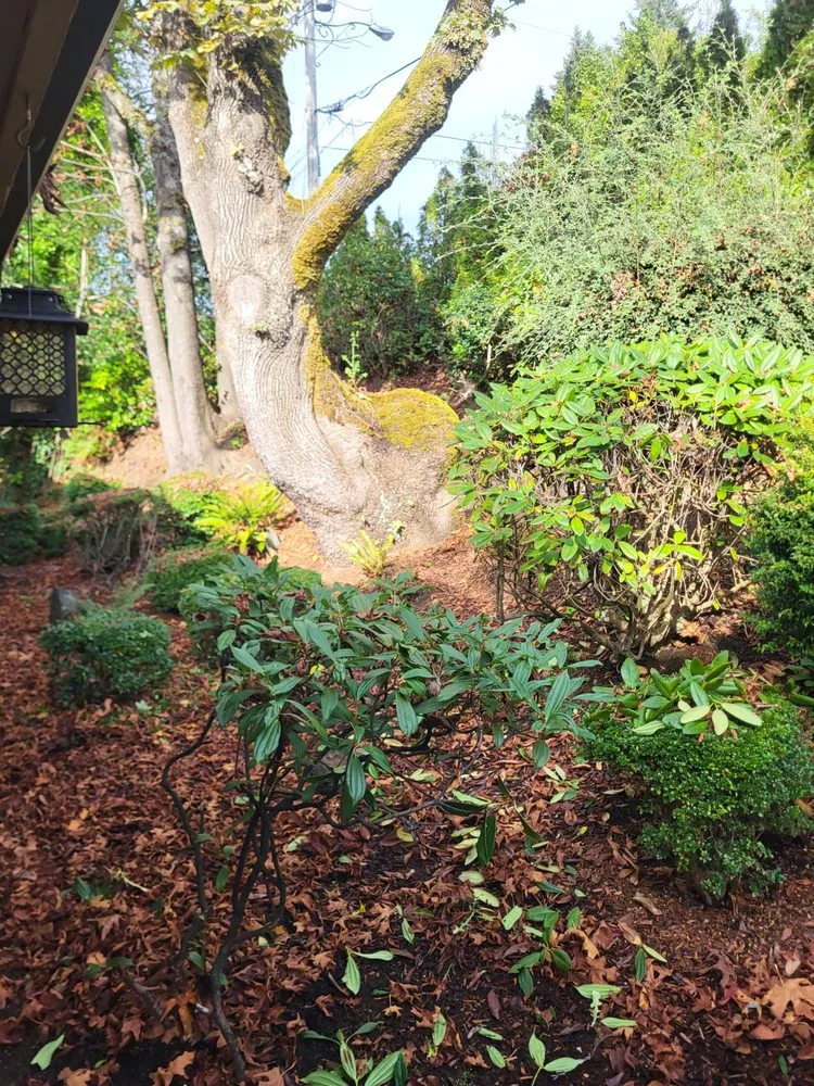 Professional outdoor landscaping experts serving Lebanon, OR - Central Coast Yard Maintenance