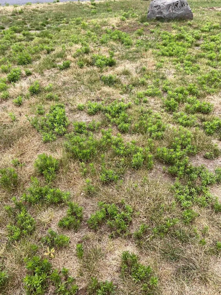 Expert yard maintenance experts serving Berlin, CT - Central Ct Lawn Service