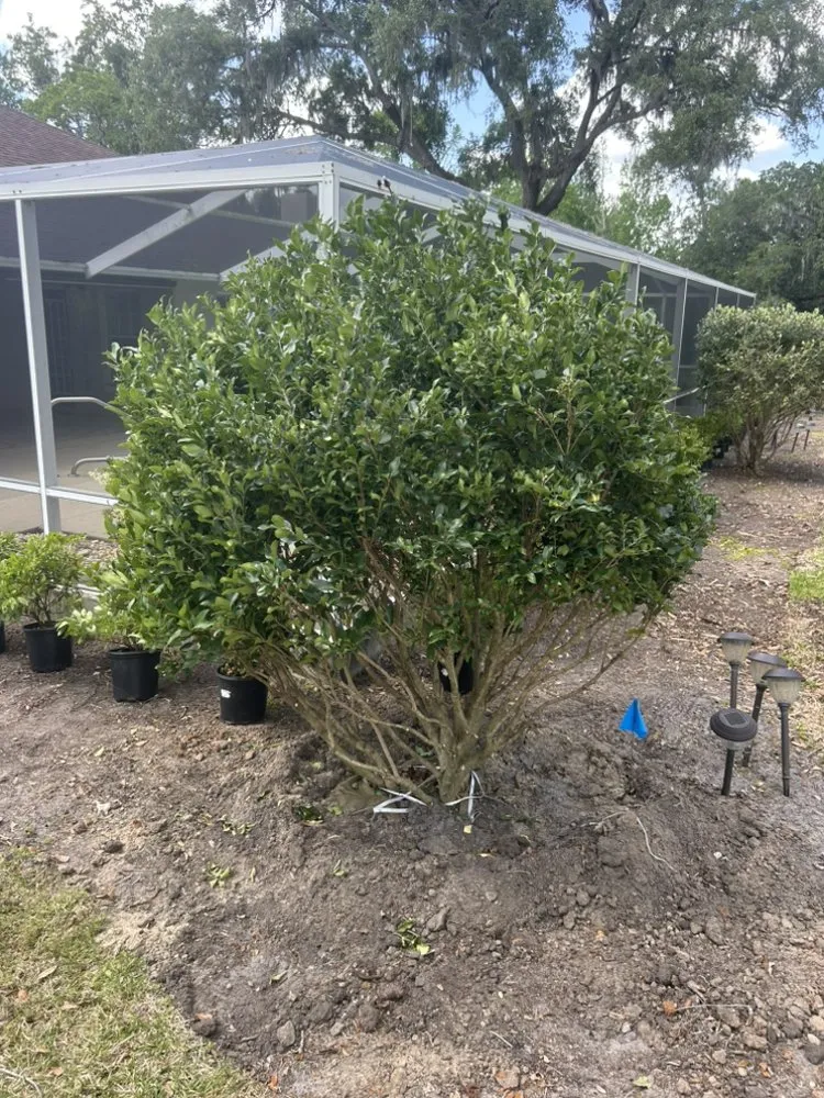 Local landscaping services for year-round maintenance in Silver Springs, FL by Central FL Landscape Designs