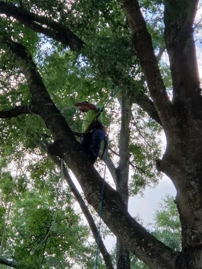 Top-rated lawn care service in Chiefland, FL by Central Florida Lawn Land and Tree Management