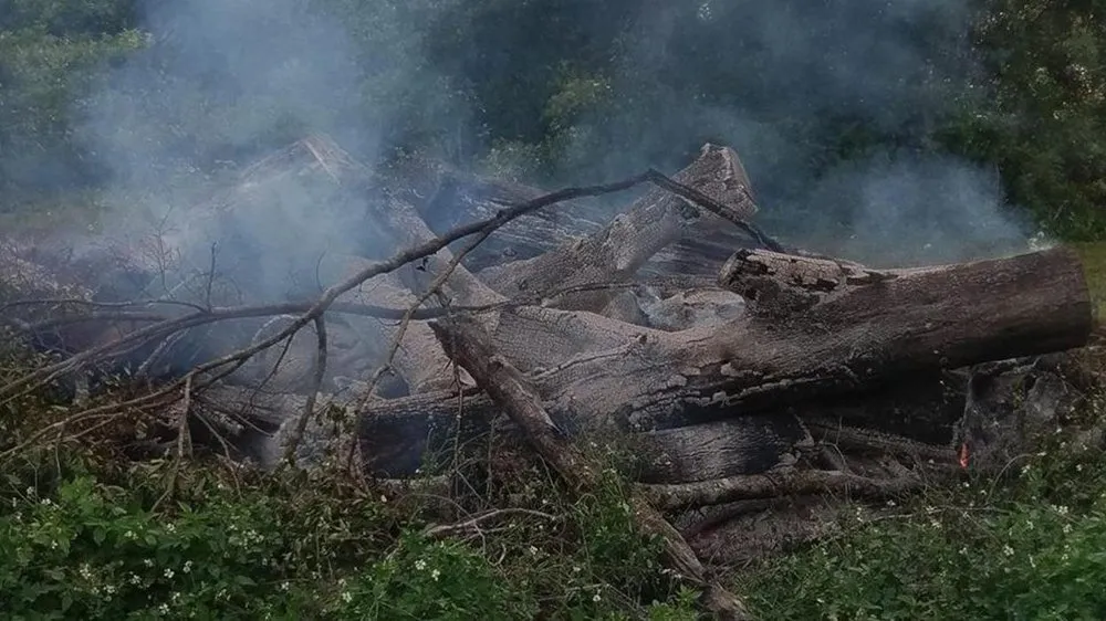 Top-rated yard maintenance for year-round maintenance across Chiefland, FL - Central Florida Lawn Land and Tree Management