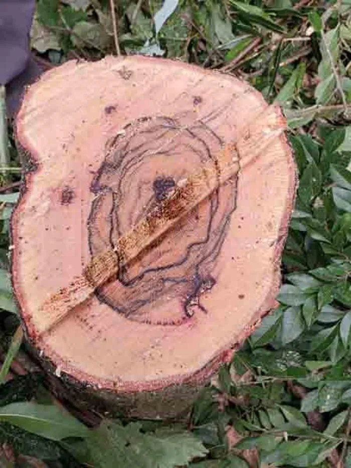 Trusted landscape design in Chiefland, FL by Central Florida Lawn Land and Tree Management