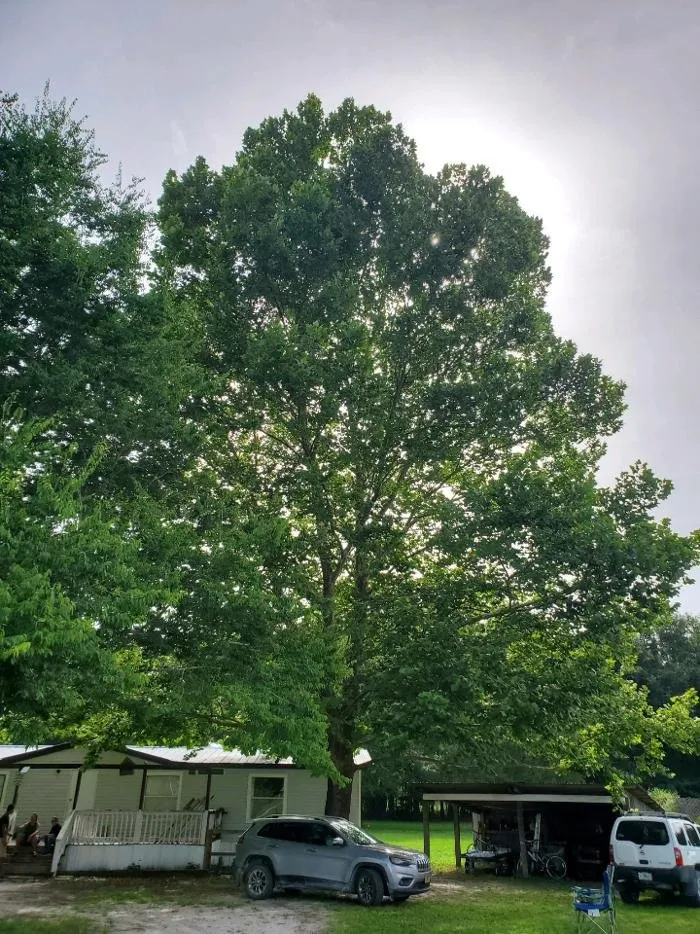 Top-rated garden landscaping for year-round maintenance across Chiefland, FL - Central Florida Lawn Land and Tree Management