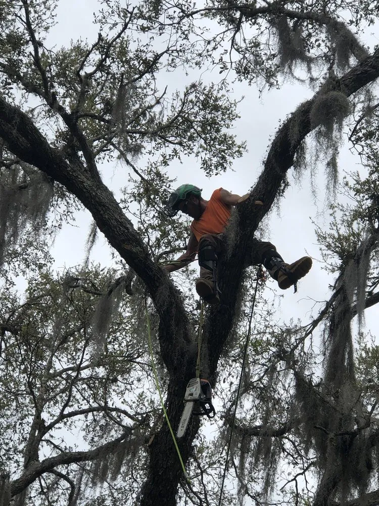 Local landscape design experts serving Lake Wales, FL - Central Florida Tree and Landscape