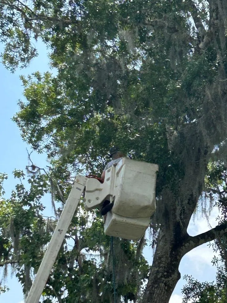 Professional yard maintenance in Ormond Beach, FL by Central Florida Tree Pros