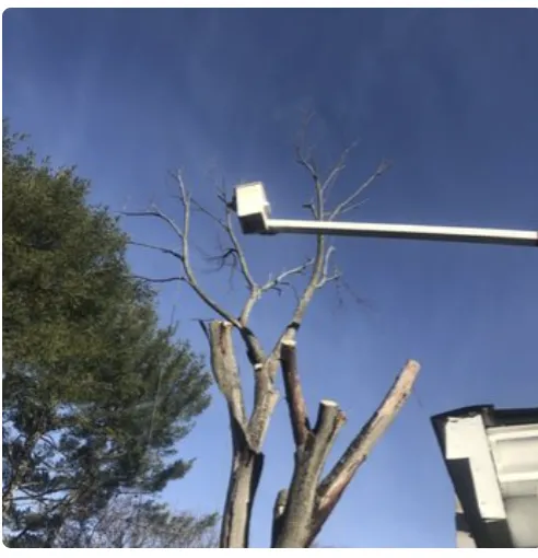 Top-rated landscaping services with custom design across Ormond Beach, FL - Central Florida Tree Pros