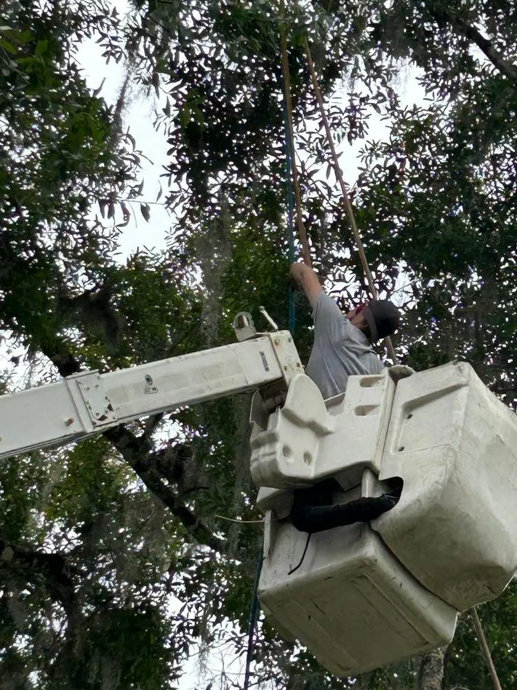 Trusted yard maintenance in Ormond Beach, FL - Central Florida Tree Pros