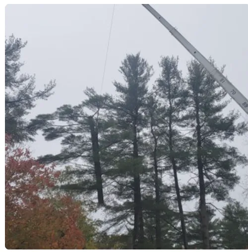 Affordable lawn mowing service in Ormond Beach, FL by Central Florida Tree Pros