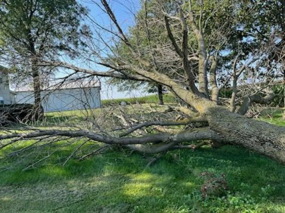 Custom lawn care service for homes across Cadwell, IL - Central IL Hedge Trimming