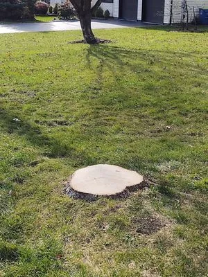 Central Jersey Tree Services