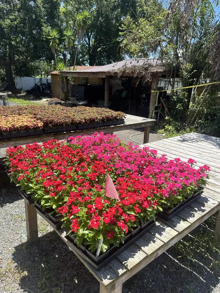 Trusted landscaping services for beautiful yards in Tampa Bay, FL by Central Land Care