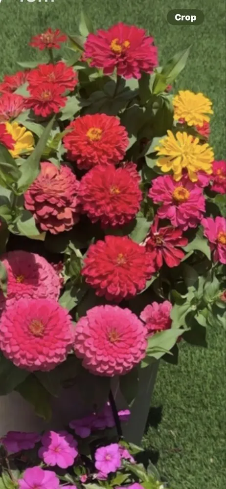 Custom landscaping services in Tampa Bay, FL - Central Land Care